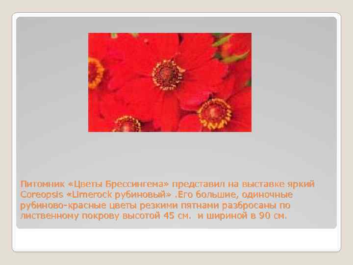 Питомник «Цветы Брессингема» представил на выставке яркий Coreopsis «Limerock рубиновый» . Его большие, одиночные