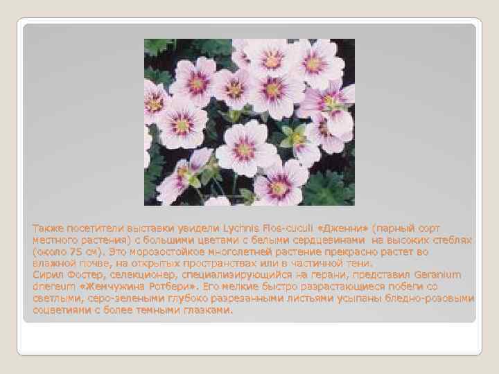 Также посетители выставки увидели Lychnis Flos-cuculi «Дженни» (парный сорт местного растения) с большими цветами