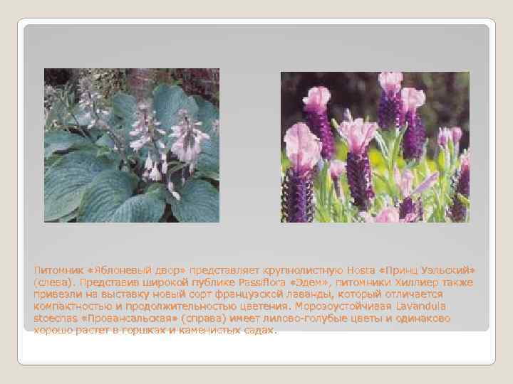 Питомник «Яблоневый двор» представляет крупнолистную Hosta «Принц Уэльский» (слева). Представив широкой публике Passiflora «Эдем»