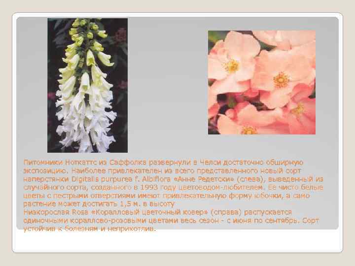 Питомники Ноткаттс из Саффолка развернули в Челси достаточно обширную экспозицию. Наиболее привлекателен из всего