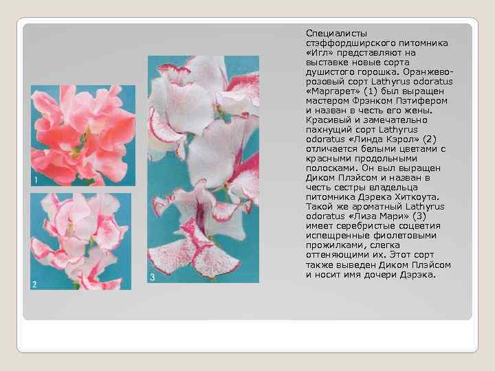 Специалисты стэффордширского питомника «Игл» представляют на выставке новые сорта душистого горошка. Оранжеворозовый сорт Lathyrus