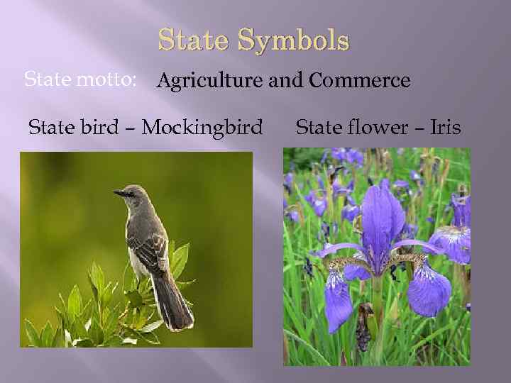 State Symbols State motto: Agriculture and Commerce State bird – Mockingbird State flower –