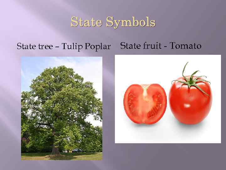 State Symbols State tree – Tulip Poplar State fruit - Tomato 