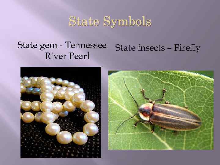 State Symbols State gem - Tennessee State insects – Firefly River Pearl 