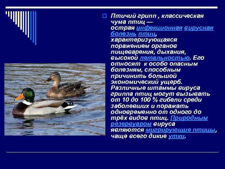 o Птичий грипп , классическая чума птиц — острая инфекционная вирусная болезнь птиц, характеризующаяся