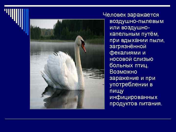 Человек заражается воздушно-пылевым или воздушнокапельным путём, при вдыхании пыли, загрязнённой фекалиями и носовой слизью