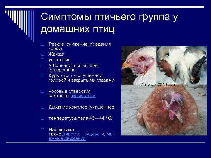 Симптомы птичьего группа у домашних птиц o o o Резкое снижение поедания корма Жажда
