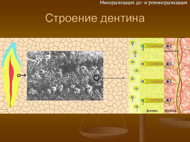 Минерализация де- и реминерализация Строение дентина 