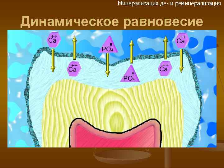 Минерализация де- и реминерализация Динамическое равновесие 