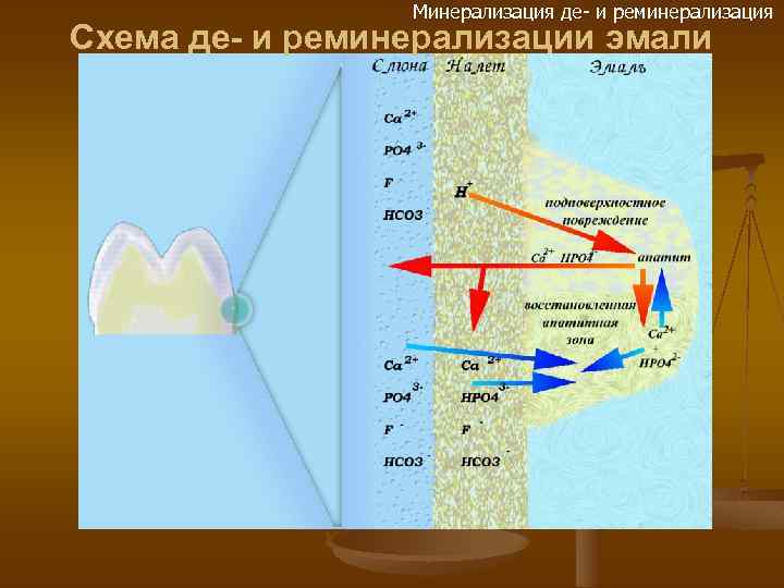 Минерализация де- и реминерализация Схема де- и реминерализации эмали Раздел 2 