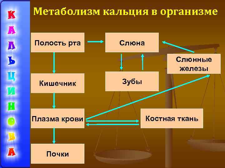 Метаболизм кальция в организме Полость рта Слюнные железы Кишечник Плазма крови Почки Зубы Костная