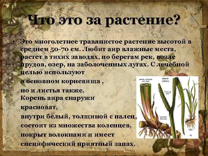 Аир рецепты. Лекарственная трава АИР корень. АИР болотный. АИР обыкновенный характеристика. АИР растение полезные свойства.