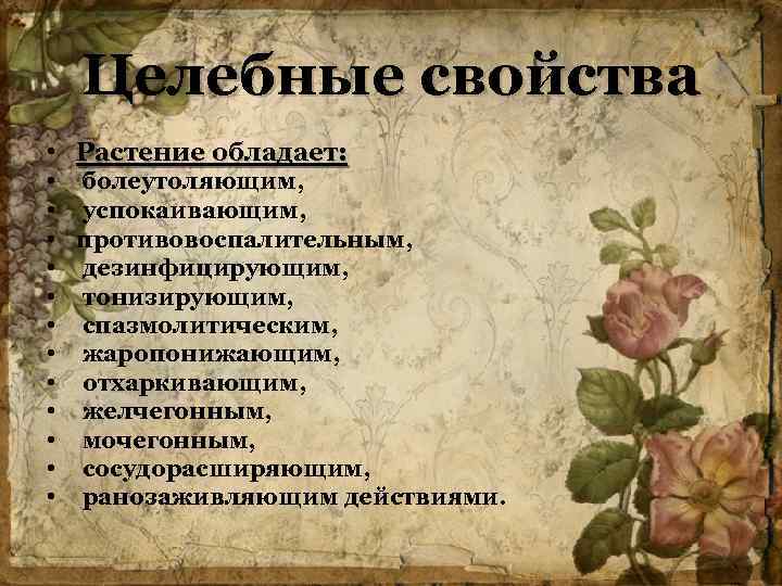 Целебные свойства • Растение обладает: • болеутоляющим, • успокаивающим, • противовоспалительным, • дезинфицирующим, •