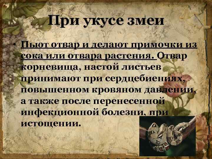 При укусе змеи • Пьют отвар и делают примочки из сока или отвара растения.