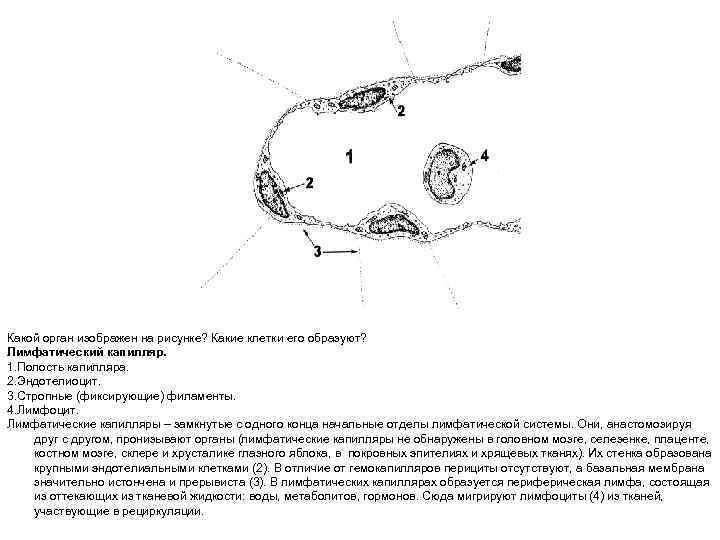 Какой орган изображен на рисунке? Какие клетки его образуют? Лимфатический капилляр. 1. Полость капилляра.