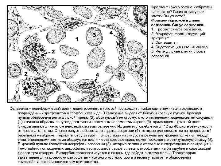 Фрагмент какого органа изображен на рисунке? Какие структуры и клетки Вы узнаете? Фрагмент красной