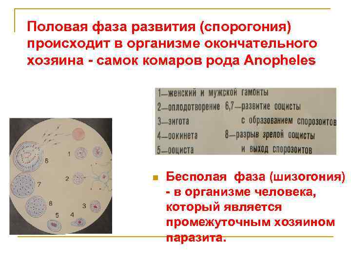 Половая фаза развития (спорогония) происходит в организме окончательного хозяина - самок комаров рода Anopheles