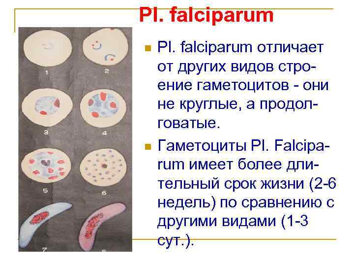 Pl. falciparum n n Pl. falciparum отличает от других видов строение гаметоцитов - они