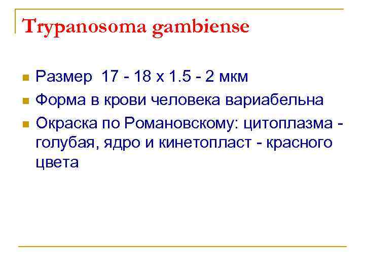 Trypanosoma gambiense n n n Размер 17 - 18 х 1. 5 - 2