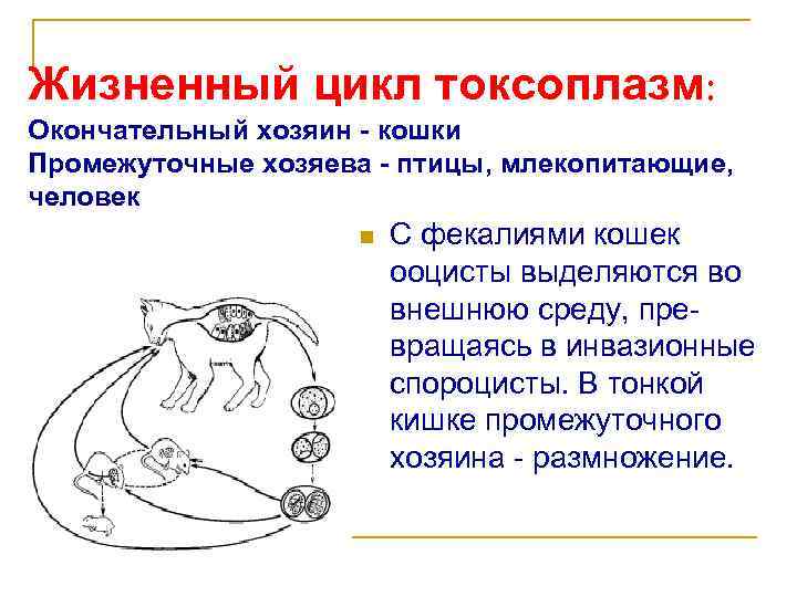 Токсоплазма жизненный цикл схема