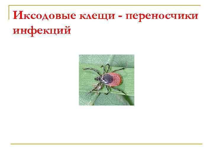 Иксодовые клещи - переносчики инфекций 