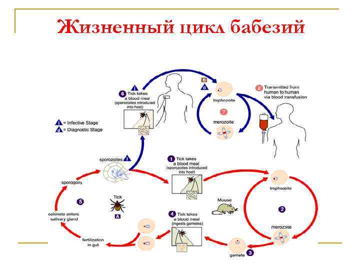 Жизненный цикл бабезии схема