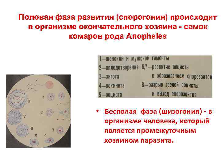 Половая фаза развития (спорогония) происходит в организме окончательного хозяина - самок комаров рода Anopheles