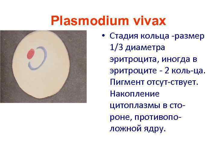 Plasmodium vivax • Стадия кольца -размер 1/3 диаметра эритроцита, иногда в эритроците - 2