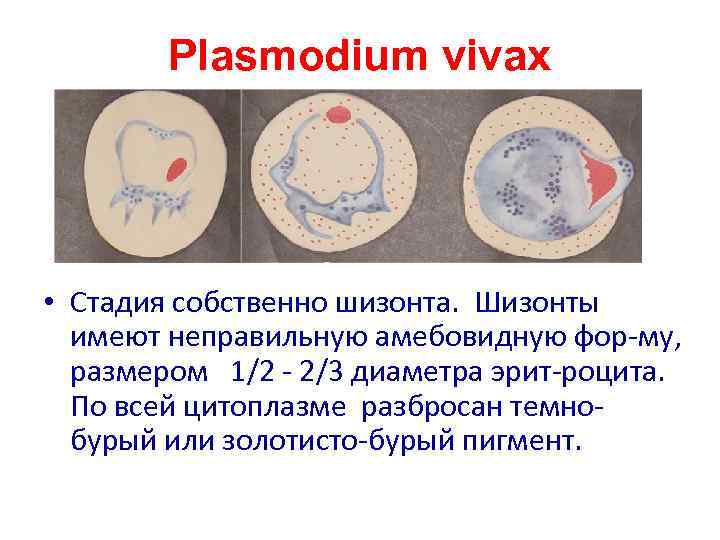 Plasmodium vivax • Стадия собственно шизонта. Шизонты имеют неправильную амебовидную фор-му, размером 1/2 -