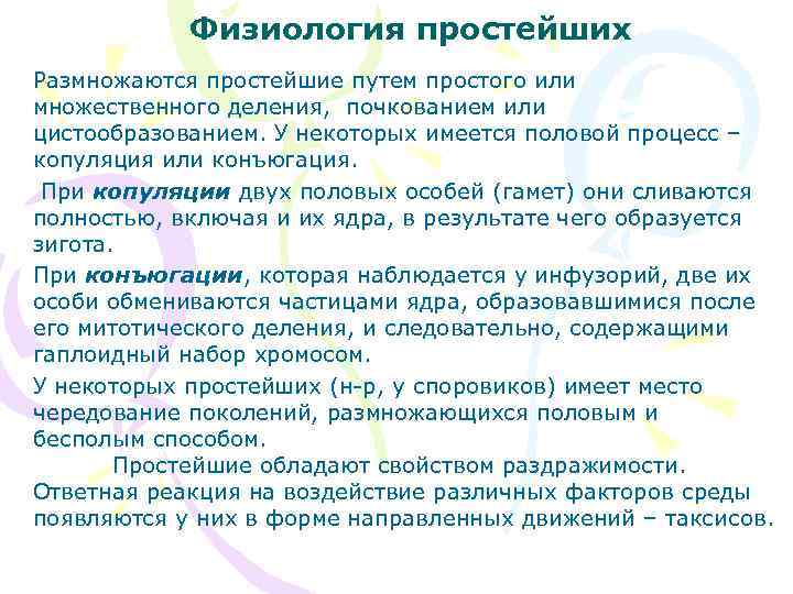 Физиология простейших Размножаются простейшие путем простого или множественного деления, почкованием или цистообразованием. У некоторых