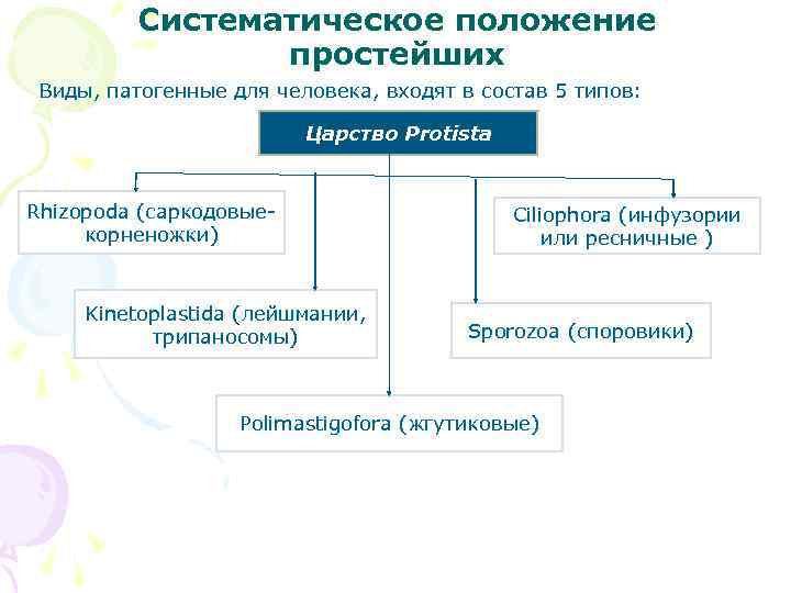 Систематическое положение простейших Виды, патогенные для человека, входят в состав 5 типов: Царство Protista