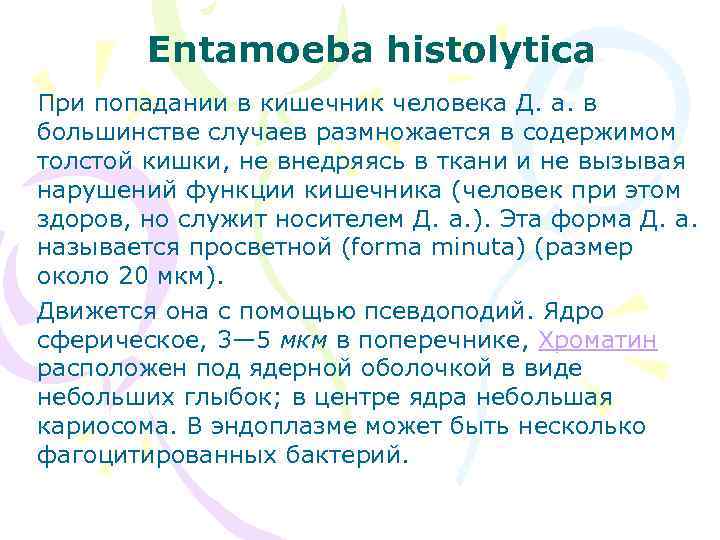 Entamoeba histolytica При попадании в кишечник человека Д. а. в большинстве случаев размножается в