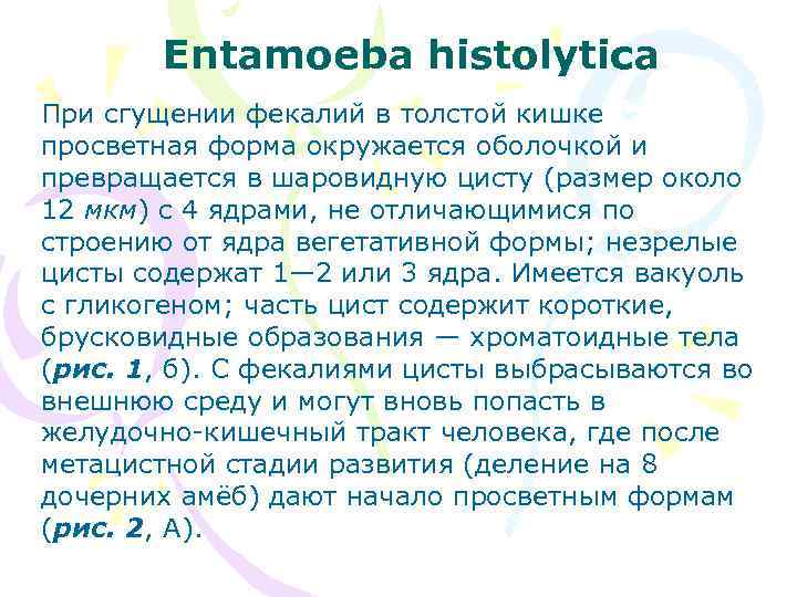 Entamoeba histolytica При сгущении фекалий в толстой кишке просветная форма окружается оболочкой и превращается