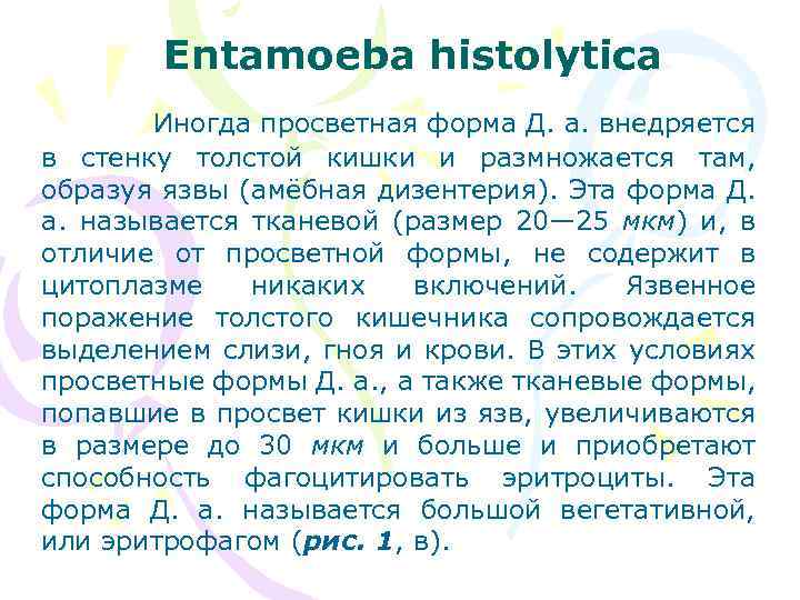 Entamoeba histolytica Иногда просветная форма Д. а. внедряется в стенку толстой кишки и размножается