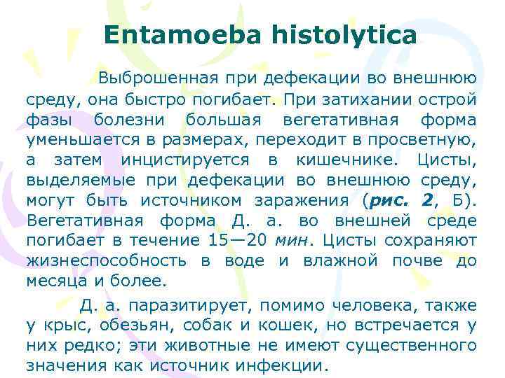 Entamoeba histolytica Выброшенная при дефекации во внешнюю среду, она быстро погибает. При затихании острой