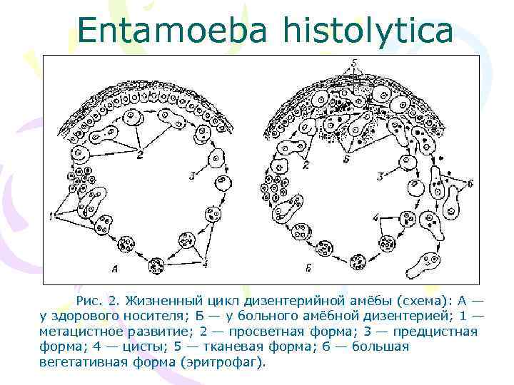 Жизненный цикл дизентерийной амебы рисунок