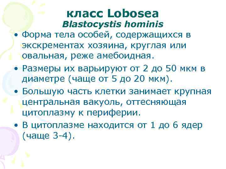 класс Lobosea • • Blastocystis hominis Форма тела особей, содержащихся в экскрементах хозяина, круглая