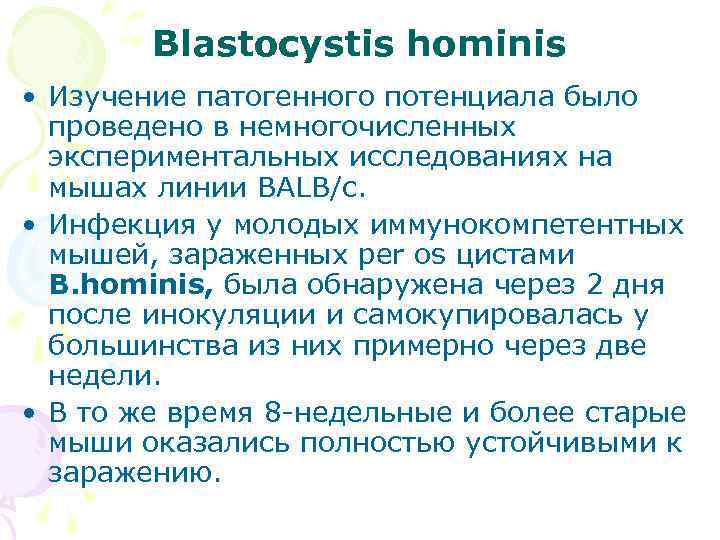 Blastocystis hominis • Изучение патогенного потенциала было проведено в немногочисленных экспериментальных исследованиях на мышах