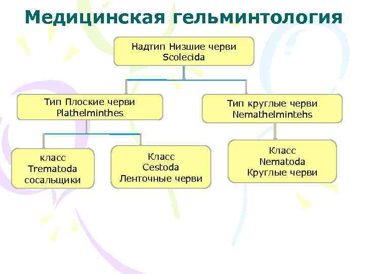 Медицинская гельминтология Надтип Низшие черви Scolecida Тип Плоские черви Plathelminthes класс Trematoda сосальщики Класс