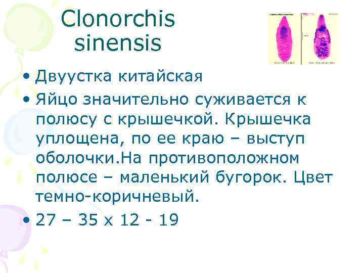 Сlonorchis sinensis • Двуустка китайская • Яйцо значительно суживается к полюсу с крышечкой. Крышечка