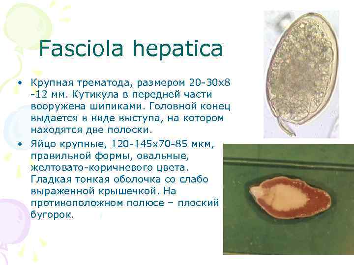 Fasciola hepatica • Крупная трематода, размером 20 -30 х8 -12 мм. Кутикула в передней