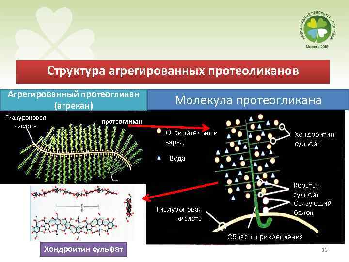 Структура агрегированных протеоликанов Агрегированный протеогликан (агрекан) Гиалуроновая кислота Молекула протеогликан Отрицательный заряд Хондроитин сульфат