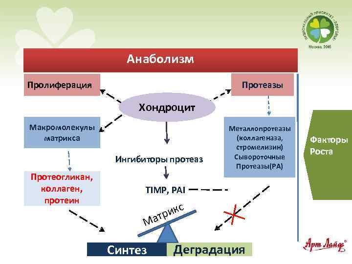 Анаболизм Протеазы Пролиферация Хондроцит Макромолекулы матрикса Ингибиторы протеаз Протеогликан, коллаген, протеин Металлопротеазы (коллагеназа, стромелизин)