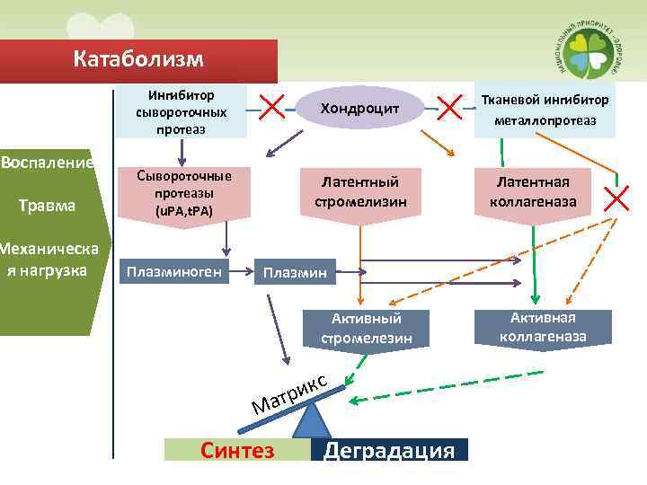 Катаболизм Ингибитор сывороточных протеаз Воспаление Травма Механическа я нагрузка Хондроцит Сывороточные Латентный стромелизин протеазы
