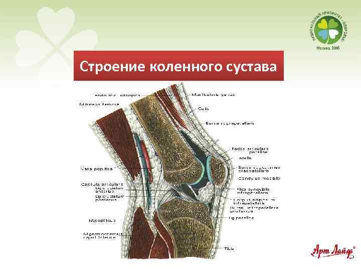 Строение коленного сустава 