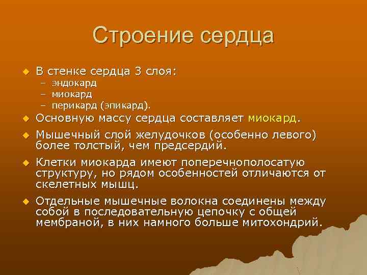 Строение сердца u В стенке сердца 3 слоя: u Основную массу сердца составляет миокард.