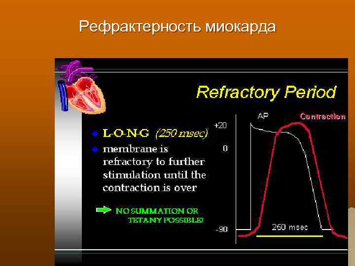 Рефрактерность миокарда 