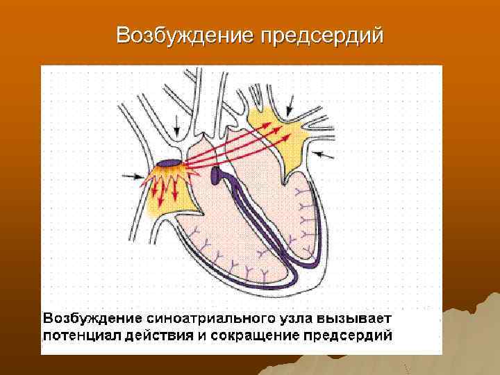 Возбуждение предсердий 