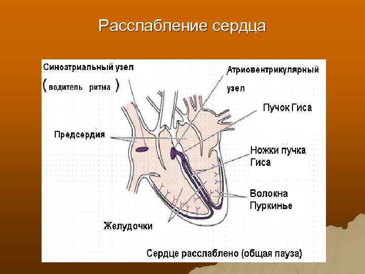 Расслабление сердца 