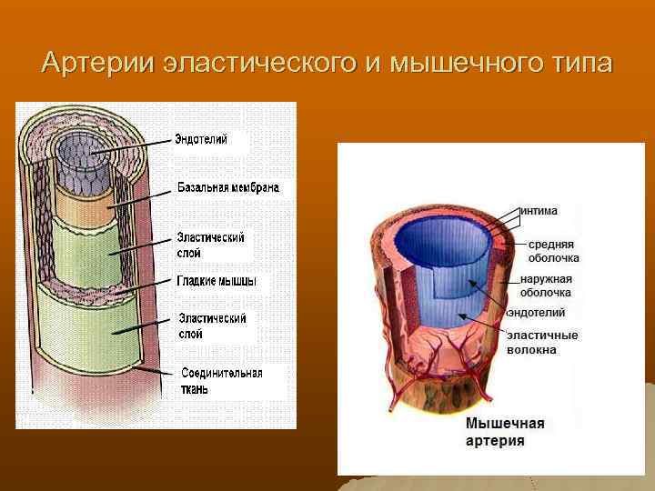Артерии эластического и мышечного типа 